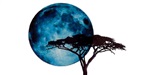 Blue Moonlight Lodge logo